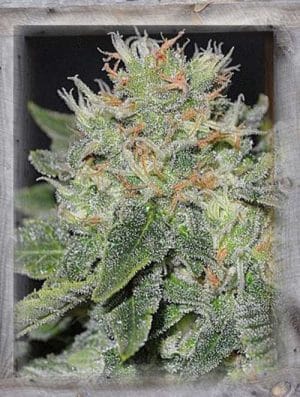 Super Skunk Kush
