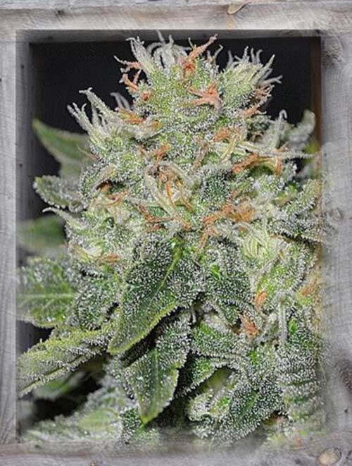 Spicy – Indoor-friendly – Euphoric – Super Skunk Kush strain – image 1 – from Garden of Green via Seed City