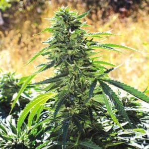 Super Sour OG by Emerald Triangle Seeds – Sour – 12/12 Photoperiod – Regular – image 1 – Seed City