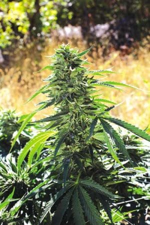 Super Sour OG