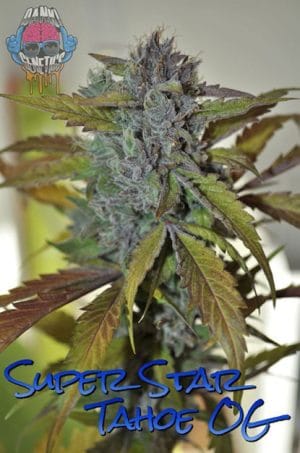 Super Star Tahoe OG