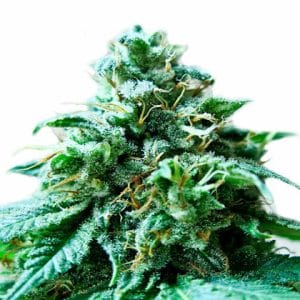 Indoor-friendly – Super Strength – Relaxing – Superb OG strain – image 1 – from Heavyweight Seeds via Seed City
