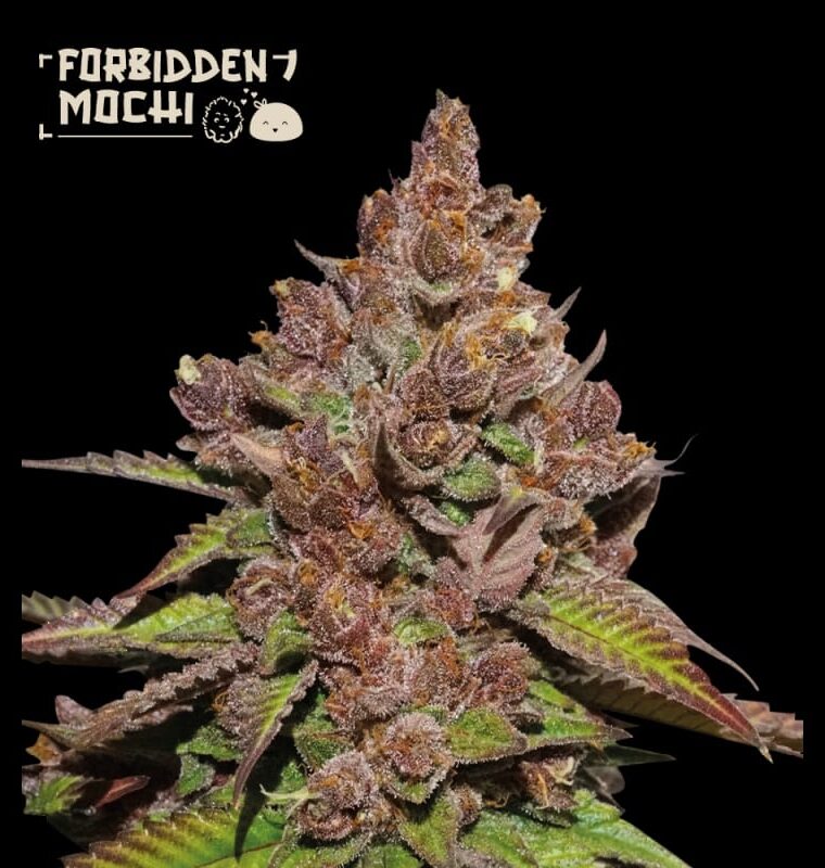 Superior Forbidden Mochi FAST from Seed Stockers