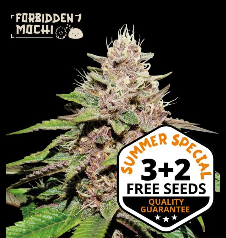 Superior Forbidden Mochi Auto cannabis seeds – Excellent harvest potential – Creative – Sweet – image 1 from Seed City