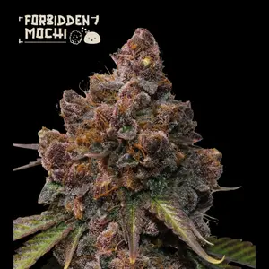 Purple Cannabis Seeds | Seed City