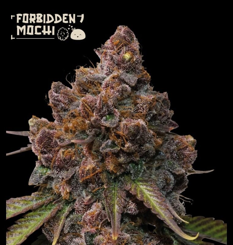 Superior Forbidden Mochi cannabis seeds – Outdoor cultivation – 12/12 Photoperiod – Large yield – image 1 from Seed City