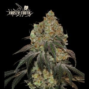 Superior Frosty Tooth