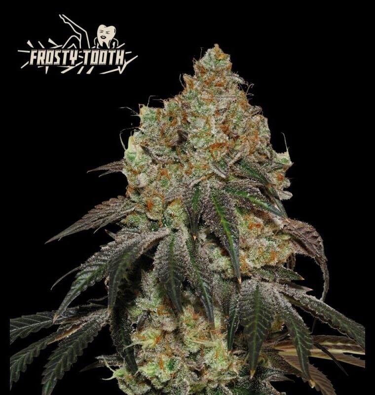 Superior Frosty Tooth from Seed Stockers