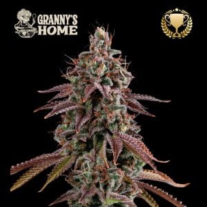 Superior Grannys Home