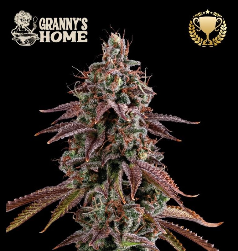 Image 1 of Superior Grannys Home cannabis by Seed Stockers – Mostly Indica – Super Strength – Spicy – Seed City