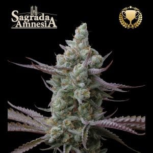 Superior Sagrada Amnesia