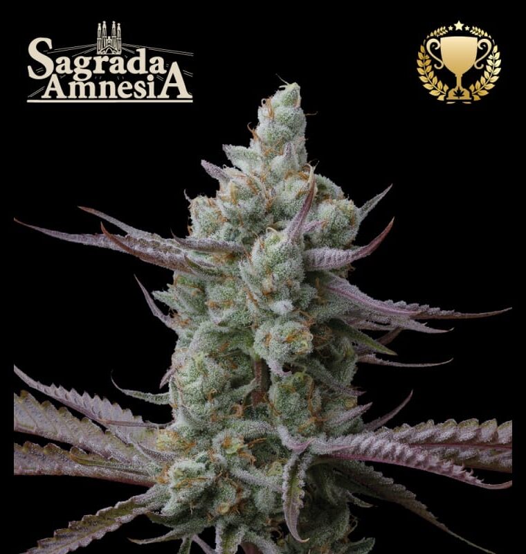 Image 1 of Superior Sagrada Amnesia cannabis by Seed Stockers – Tall (140cm plus) – Citrus – High Yielding – Seed City