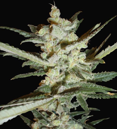 Fruity – Outdoor – Indica-heavy – Supersonic Crystal Storm strain – image 1 – from Samsara Seeds via Seed City