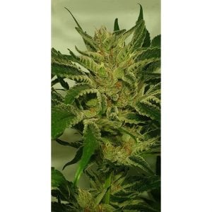 Supreme Nectar from Zmoothiez Seeds
