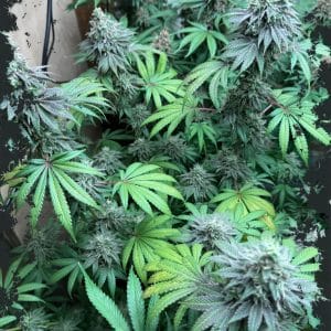Swamp Fumez from ElevenThirty Genetics