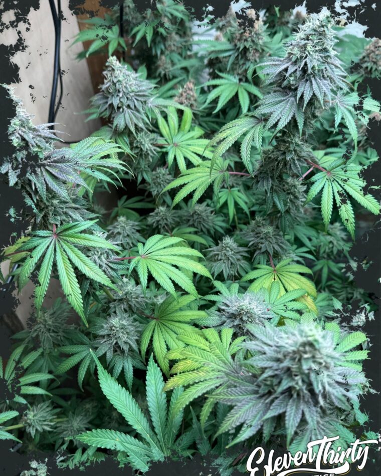 Swamp Fumez from ElevenThirty Genetics