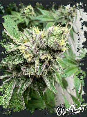 Swamp Fumez Auto