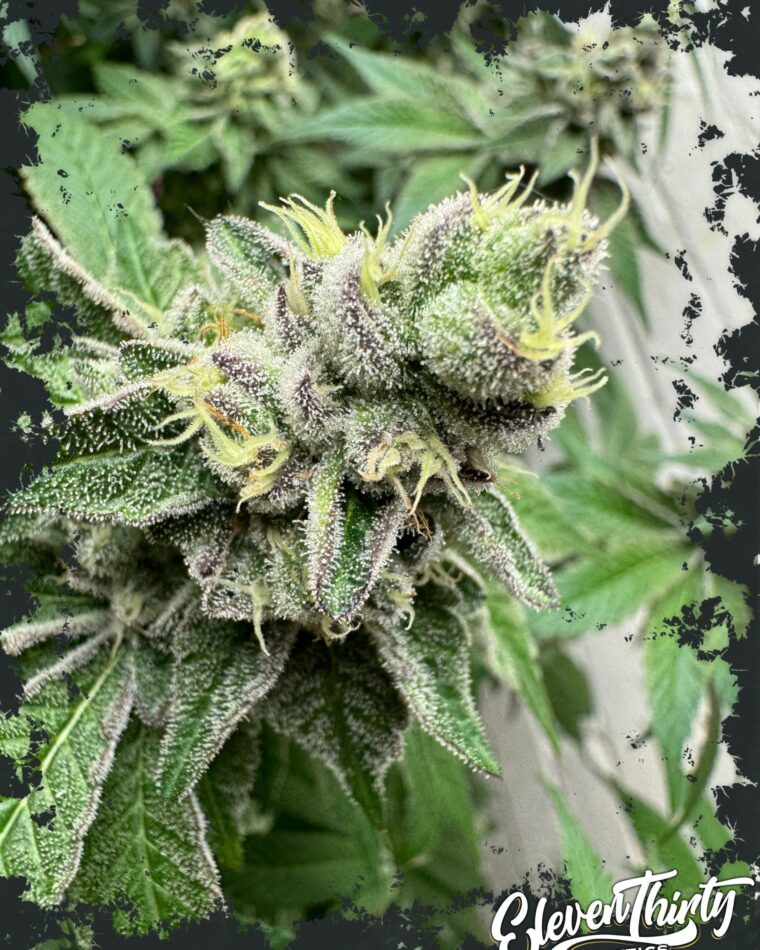 Swamp Fumez Auto by ElevenThirty Genetics – Gassy – Mostly Indica – Guaranteed female plants – image 1 – Seed City