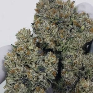 Sweatband OG cannabis seeds – 12/12 Photoperiod – Regular – Good for outdoor grow – image 1 from Seed City