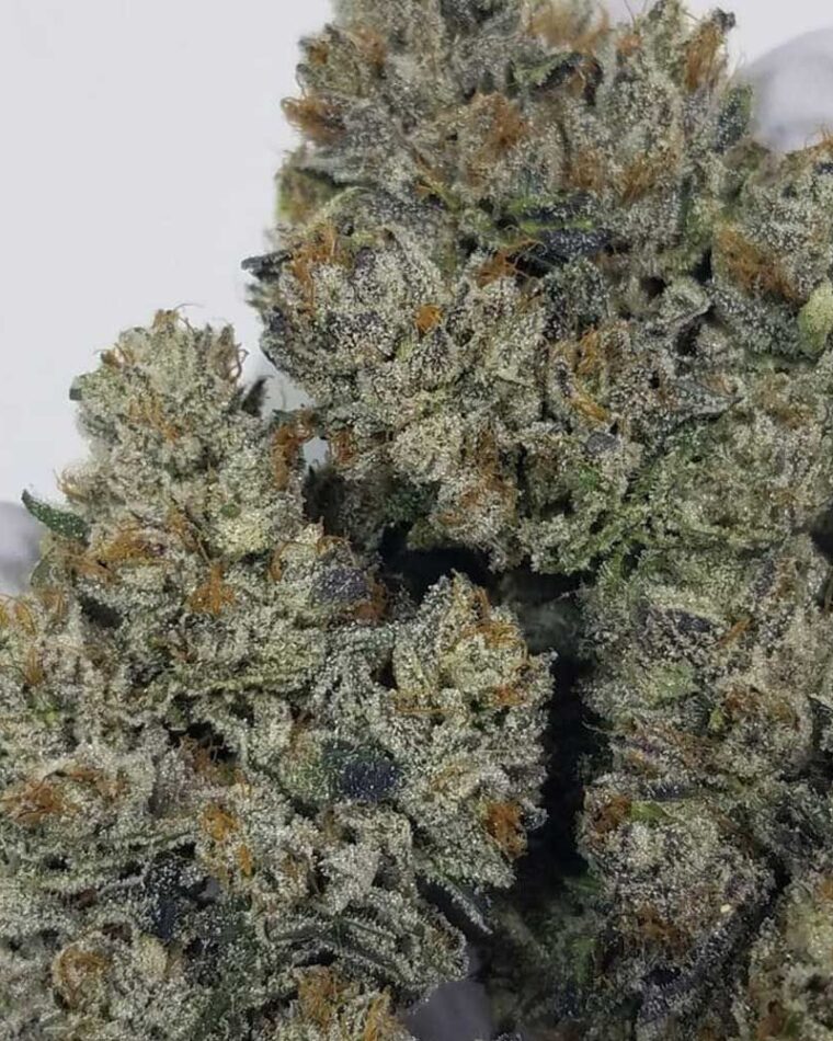 Sweatband OG cannabis seeds – 12/12 Photoperiod – Regular – Good for outdoor grow – image 1 from Seed City