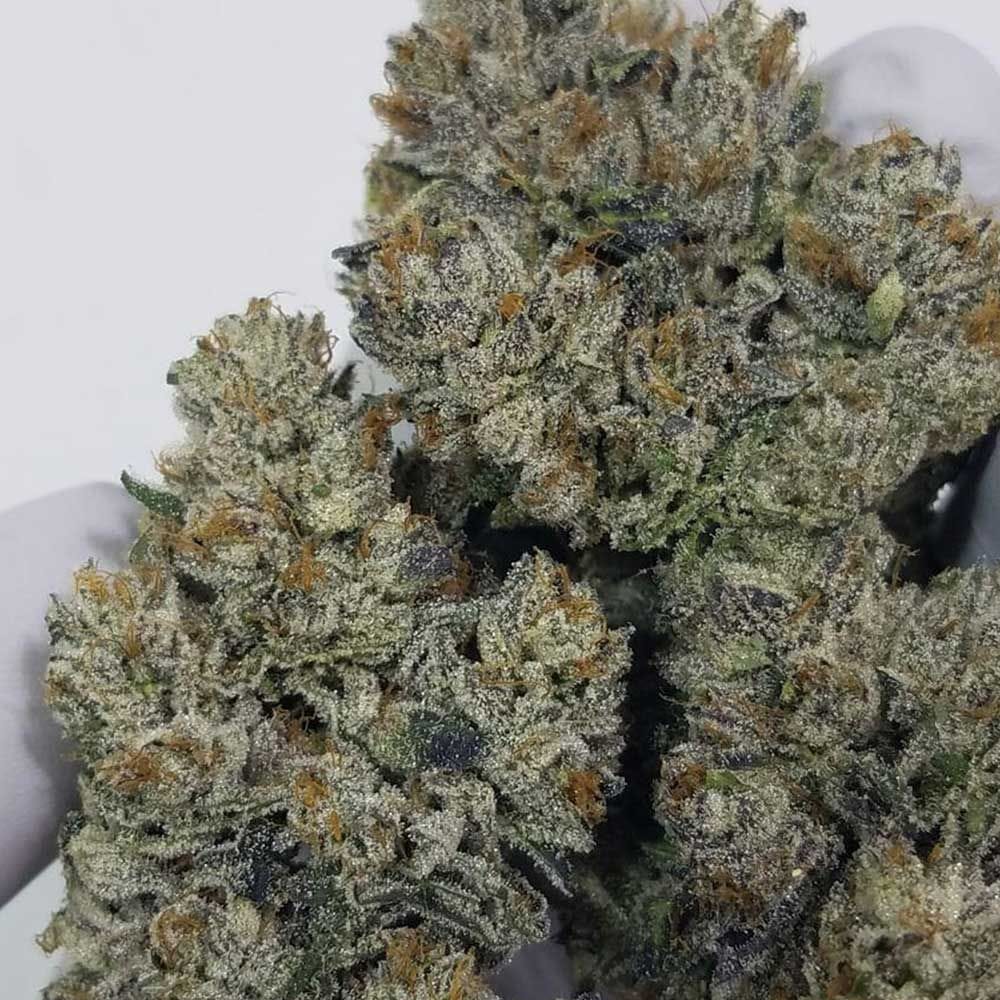 Sweatband OG cannabis seeds – 12/12 Photoperiod – Regular – Good for outdoor grow – image 1 from Seed City