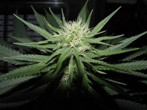 BC Sweet God from BC Bud Depot