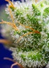 Sweet Zkittlez from Sweet Seeds