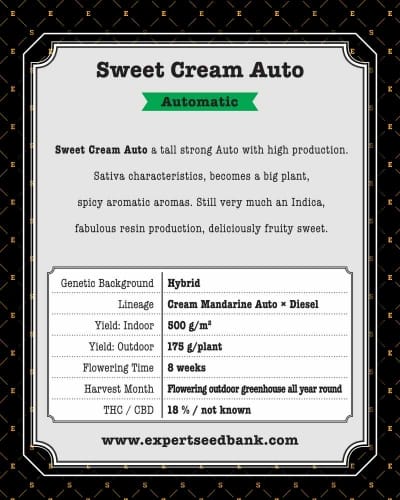 Image 2 of Sweet Cream Auto cannabis by Expert Seeds – Feminized – Spicy – Greenhouse – Seed City