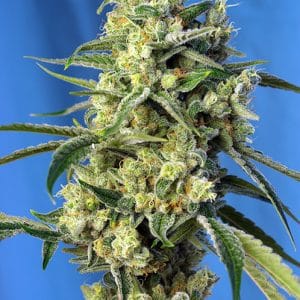 Image 1 of Sweet Amnesia Haze cannabis by Sweet Seeds – Sativa-leaning – Indoor-friendly – Super Strength – Seed City