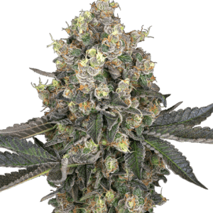 Uplifting – Feminized – High Yielding – Sweet Berry Breeze strain – image 1 – from White Label Seeds via Seed City