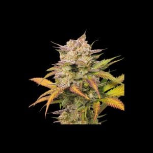 Sweet Bourbon Auto Kush