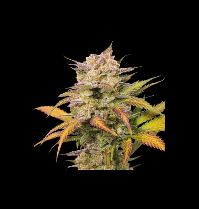 Sweet Bourbon Auto Kush by Super Sativa Seed Club – Large yield – Guaranteed female plants – Minty – image 1 – Seed City
