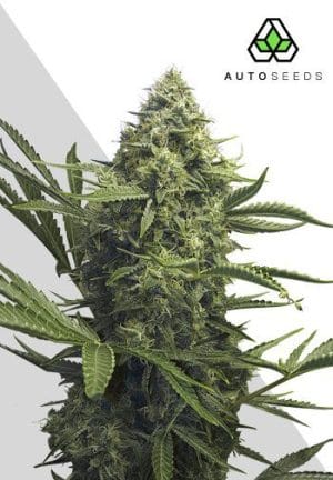 Sweet CBD Auto