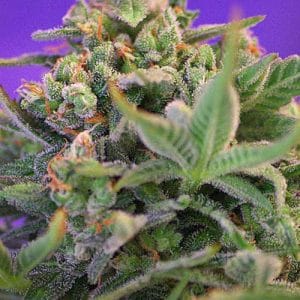 Sweet Cheese cannabis seeds – Suited for indoor growing – High Yielding – 12/12 Photoperiod – image 1 from Seed City