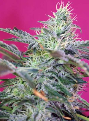 Sweet Cheese Auto