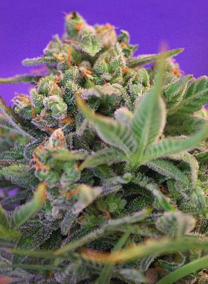 Sweet Cheese Fast V
