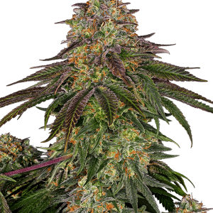 12/12 Photoperiod – High Yielding – Sandalwood – Sweet Cherry Kush strain – image 1 – from Sensi Seeds via Seed City