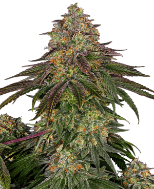 Sweet Cherry Kush