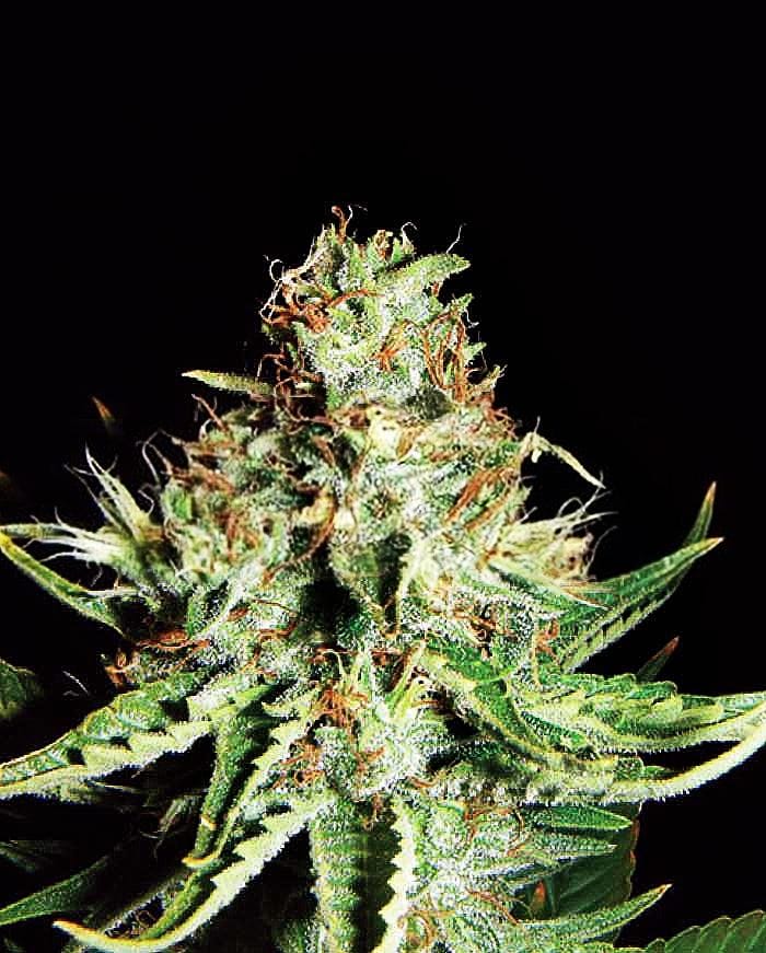 Sweet Cream Auto from Expert Seeds