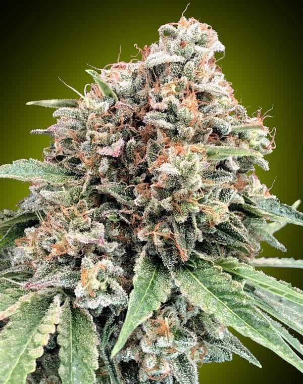 Sweet Critical 2.0 cannabis seeds – Super Strength – Guaranteed female plants – Indoor-friendly – image 1 from Seed City