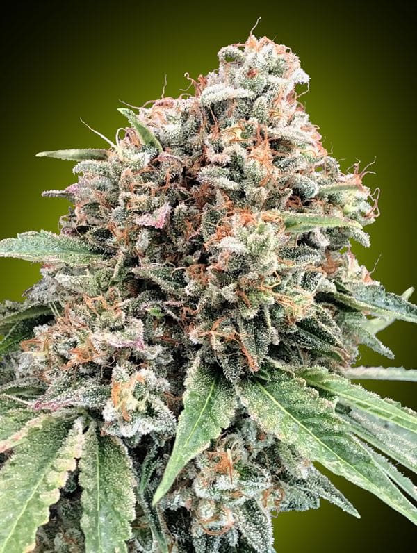 Sweet Critical 2.0 cannabis seeds – Super Strength – Guaranteed female plants – Indoor-friendly – image 1 from Seed City