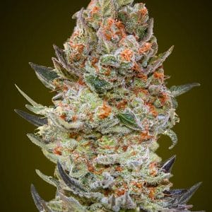 Sweet Critical CBD cannabis seeds – High CBD – Feminized – Good for outdoor grow – image 1 from Seed City