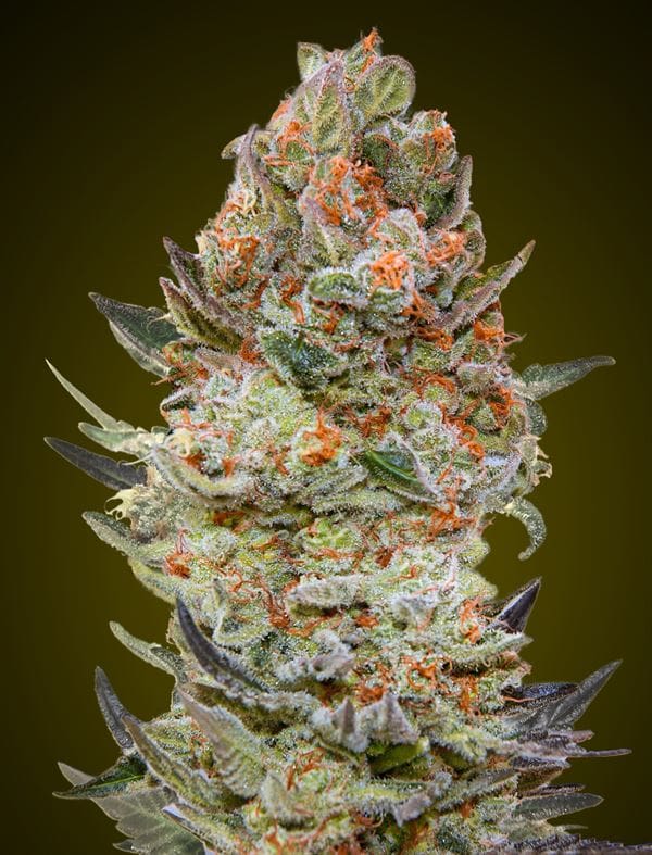 Sweet Critical CBD cannabis seeds – High CBD – Feminized – Good for outdoor grow – image 1 from Seed City