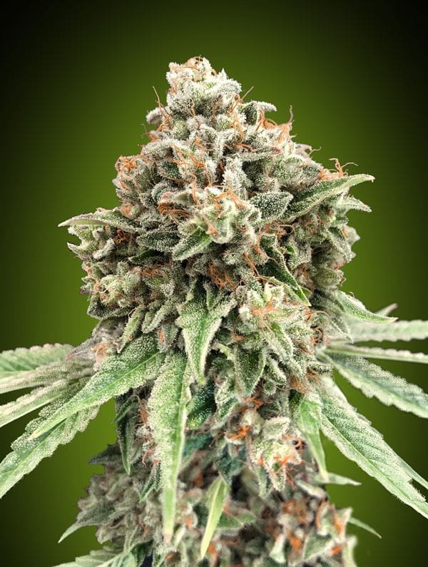Sweet Critical Fast from OO Seeds