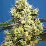 Super Strength – Woodsy – Auto-Flowering – Sweet Gelato Auto strain – image 1 – from Sweet Seeds via Seed City