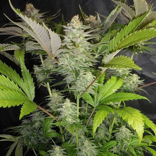 Sweet Lemon Razzlez by Seedism Seeds – Female seeds – 12/12 Photoperiod – Gassy – image 1 – Seed City
