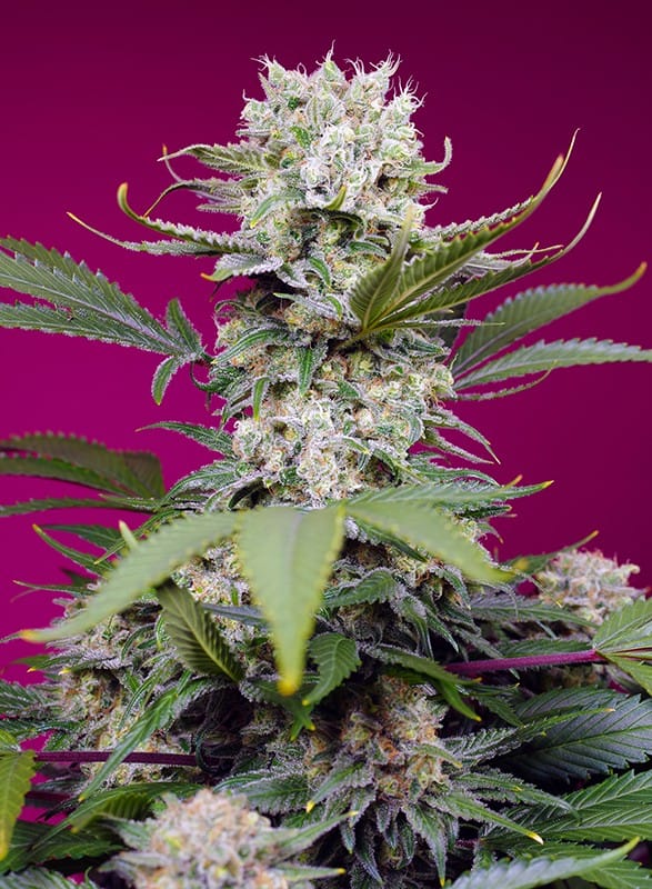 Auto-Flowering – Mango – Outdoor – Sweet Mandarine Zkittlez XL Auto strain – image 1 – from Sweet Seeds via Seed City