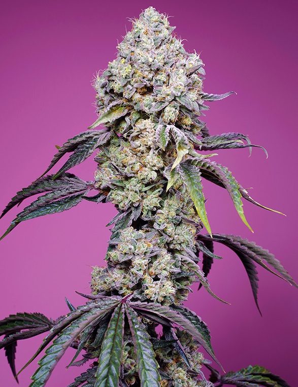 Guaranteed female plants – Sweet Mandarine Zkittlez F1 Fast Version strain – image 1 – from Sweet Seeds via Seed City
