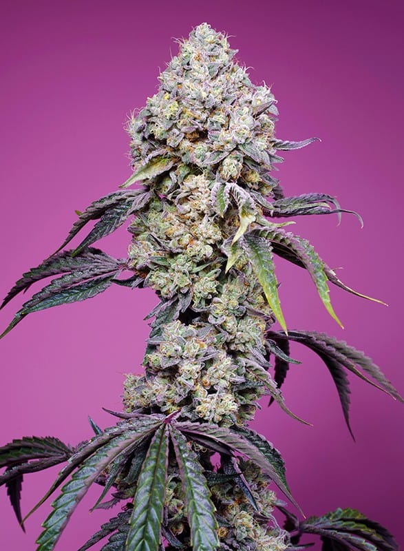 Guaranteed female plants – Sweet Mandarine Zkittlez F1 Fast Version strain – image 1 – from Sweet Seeds via Seed City