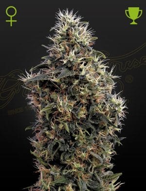 Sweet Mango Autoflowering
